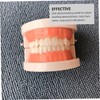 MAGICLULU Standard Typodont Teeth Model for Teaching Oral Hygiene Demonstration