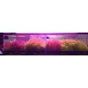 50 Plant Stems Pack - Live Aquatic Freshwater Plants -