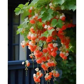 1000 Pcs Weeping begonia flower seedsclimbing plants easy to live four seasonsplanting flowering indoor and outdoor plantsflowers garden plant