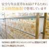 霊芝 冬虫夏草の店 冬虫夏草 粉末 (1袋 / 30g) こだわりの国産無農薬栽培 βグルカン配合