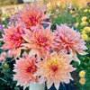 100+ Dahlia Labyrinth Flower Seeds - Exotic Labyrinth Dahlia Seeds