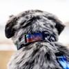 WOLFGANG/WOLFGANG MountainVibes COLLAR Large Size Width 1.0 inches (2.5 cm)
