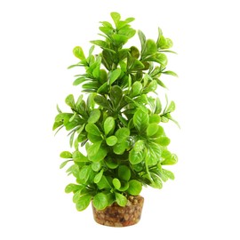 Underwater Treasures Moneywort Tree - 8"
