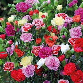 CEMEHA SEEDS - Carnation Grenadin Mix Biennial Flowers for Planting