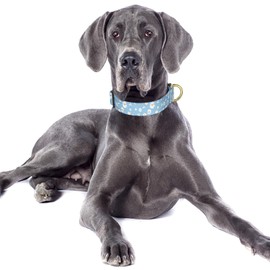 TMOODEL Reflective Dog Collar for Large Dogs, Cute Daisy Theme Adjustable Heavy-Duty Nylon Puppy Collar for Boy and Girl Female, Soft Pet Accessories with Quick Release Buckle, Neck 16-24", Blue