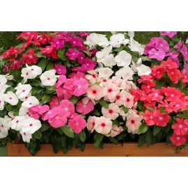 Vinca Seeds Logro Mix 25 Seeds Flower Seeds