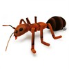 Kuscheltiere.biz Ancula Premium Plush Toy Forest Ant Decorative Toy