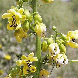 Everwilde Farms - 1 Oz Maryland Senna Native Wildflower Seeds - Gold Vault