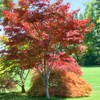 Japanese Red Maple, Compact, Deciduous, Bright Red Leaves, 3 gal,