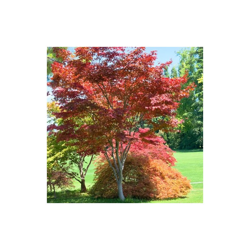 Japanese Red Maple, Compact, Deciduous, Bright Red Leaves, 3 gal,