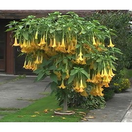 Exotic Yellow Trumpetbush Seeds - 20+ Seeds to Grow - Rare and Exotic Trumpet Bush Seeds