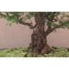 House of Bonsai Seiju Chinese Elm (Ulmus Parvifolia 'Seiju') Pre-Bonsai