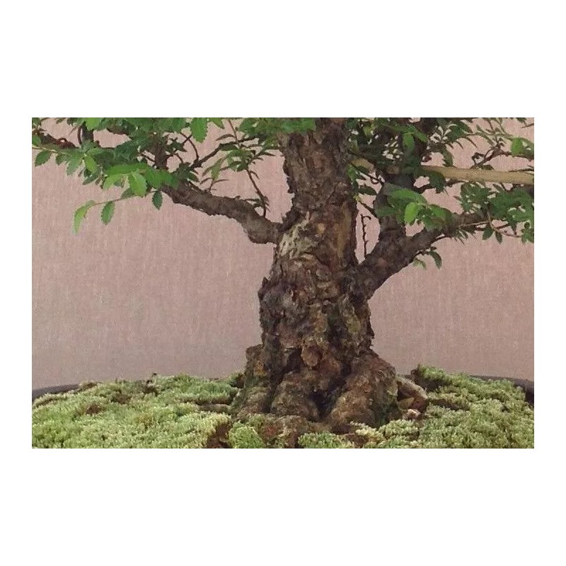 House of Bonsai Seiju Chinese Elm (Ulmus Parvifolia 'Seiju') Pre-Bonsai