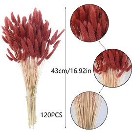 CISDUEO 120pcs Dried Bunny Tails Flowers Lagurus Ovatus Tail Dried Flowers Pampas Grass Red Brown Natural Dried Floral Arrangement for Boho Decor Home Wedding DIY Farmhouse Table Christmas