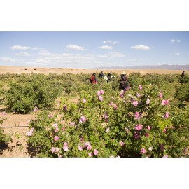 Rose De Marrakesh sabon O gasu-ru 110 