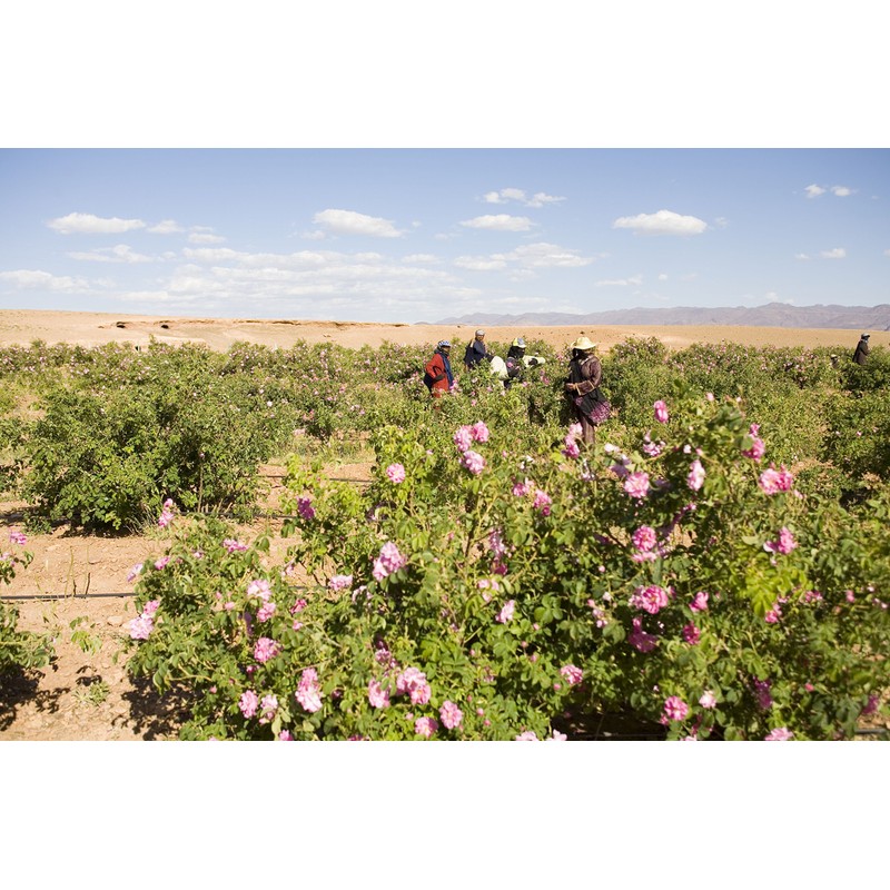 Rose De Marrakesh sabon O gasu-ru 110 