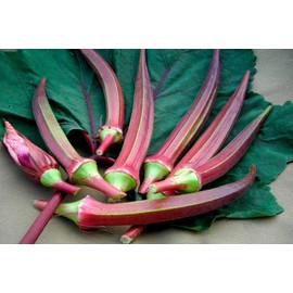 Seeds4planting - Seeds Alabama Red Okra (Bamia, Lady Finger) Heirloom Vegetable Non GMO