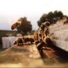 Tasmanian Learherwood RAW HONEY | Pure, Unheated, Unfiltered, Unpasteurized, and