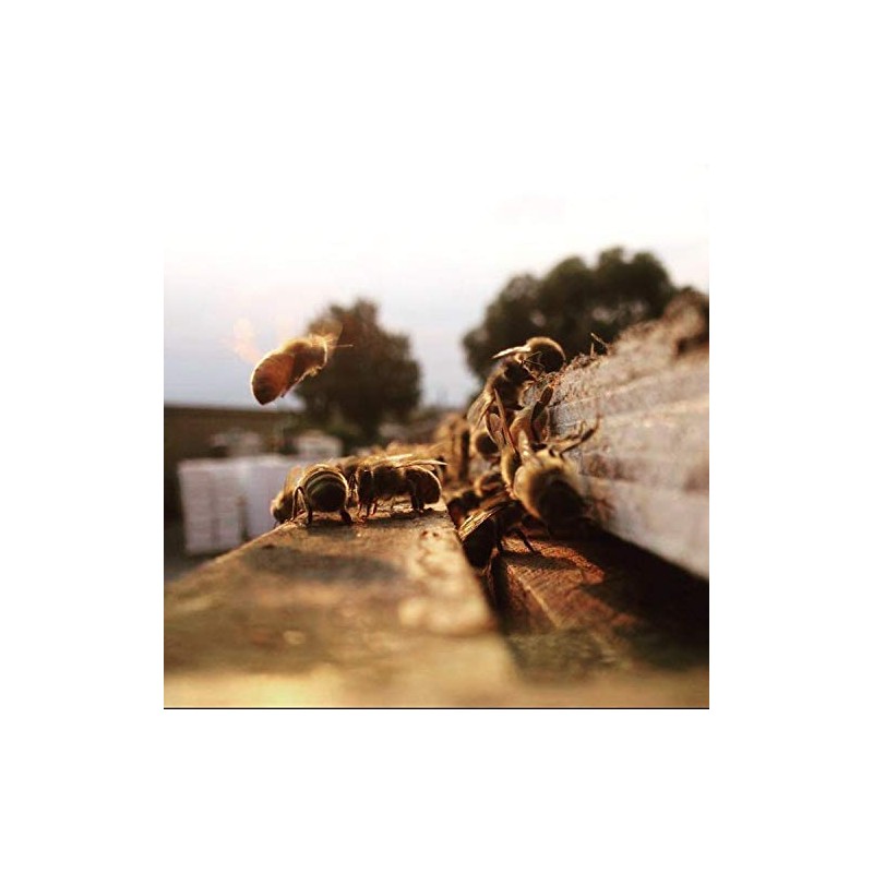 Tasmanian Learherwood RAW HONEY | Pure, Unheated, Unfiltered, Unpasteurized, and