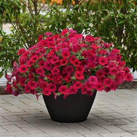 Park Seed Easy Wave Carmine Velour Petunia Seeds, Velvety Carmine Red Blooms with Mounding-Spreading Habit, Nonstop Color for Containers and Beds, Pack of 10