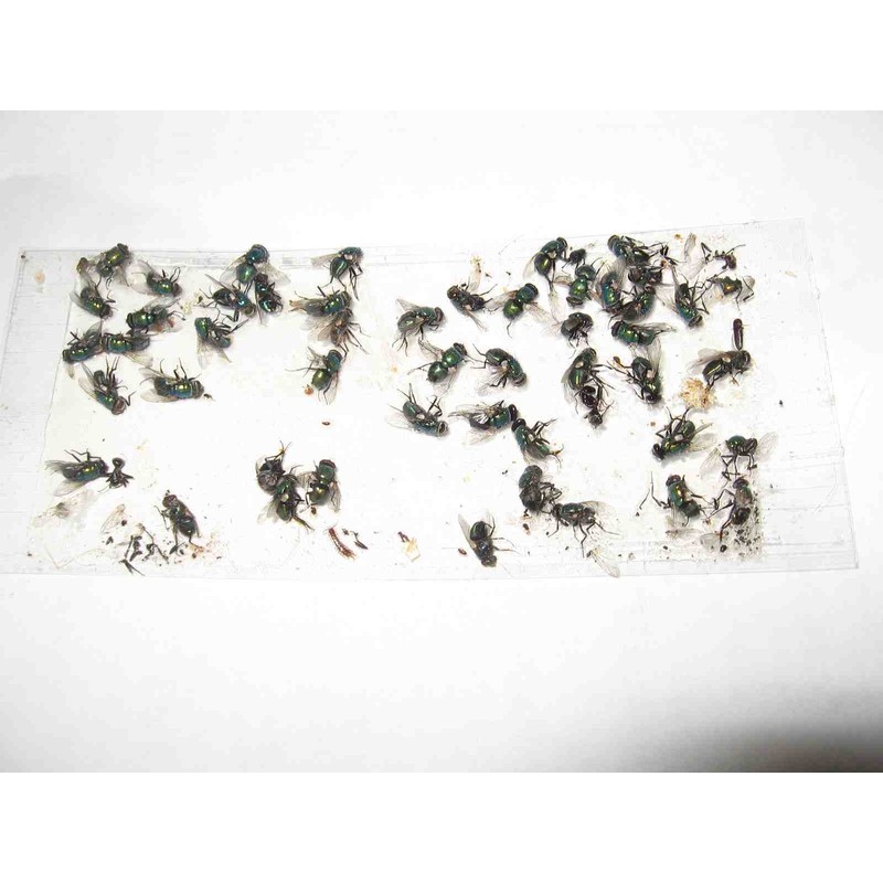 Tred-Not 10 pk ALL INSECT STICKY TRAPS. Fly, Spider, Cricket,