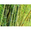 Giant Bamboo Seeds for Planting - 500+ Giant Green Bamboo
