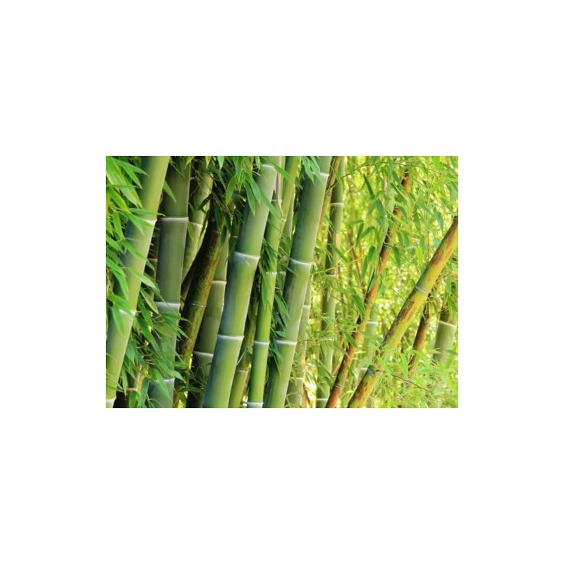 Giant Bamboo Seeds for Planting - 500+ Giant Green Bamboo