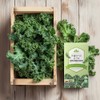 FromBio Organic Freeze-Dried Curly Kale Powder 100% 15 sachets (2g)