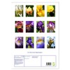 Iris, Flower of the Rainbow (Wall Calendar 2025 DIN A3