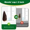 MillynLike Dried Morel Mushrooms Trimmed Stems & Large Caps (2+