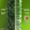 OGX® Shampoo Refreshing Scalp + Rosemary Mint, limpieza profunda, 385ml