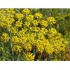 Pollen Ranch's Organic Fennel Pollen - Premium Quality Fennel Flowers