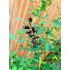 Salvadorean Chipilin Plant Seeds, 10 Count, Dark Brown Pods for
