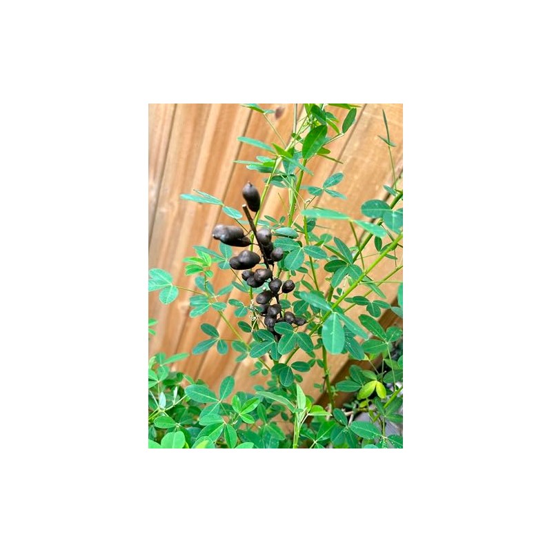 Salvadorean Chipilin Plant Seeds, 10 Count, Dark Brown Pods for