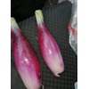 Seeds Red Shallot Onion Heirloom Vegetable for Planting Non GMO