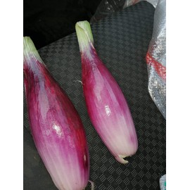 Seeds Red Shallot Onion Heirloom Vegetable for Planting Non GMO