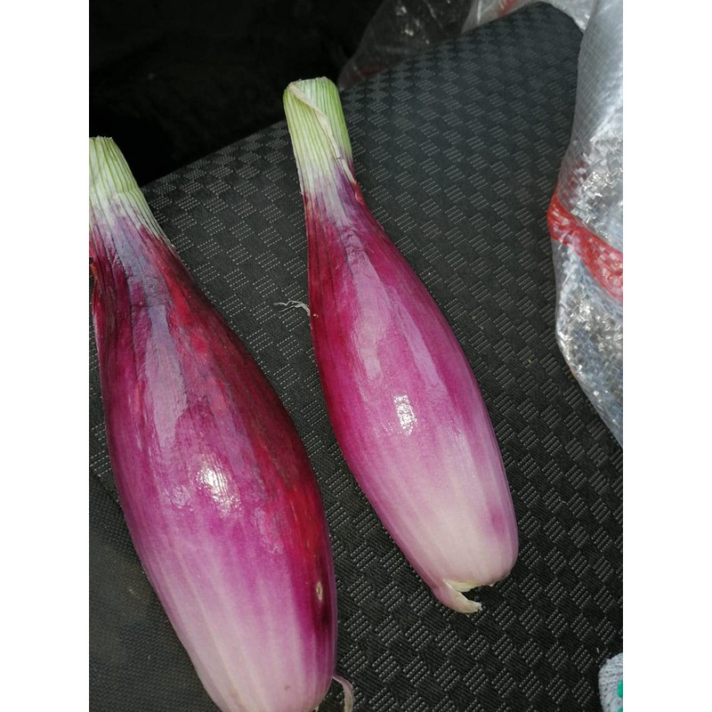Seeds Red Shallot Onion Heirloom Vegetable for Planting Non GMO