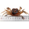 XECRDP 3 PCS 10cm 30g Soft Fishing Lures Crab Artificial