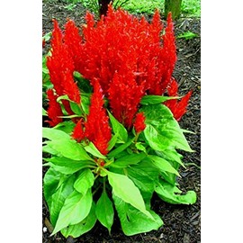 Short Bright Red Celosia! HEIRLOOM! Comb. S/H! SEE OUR STORE!
