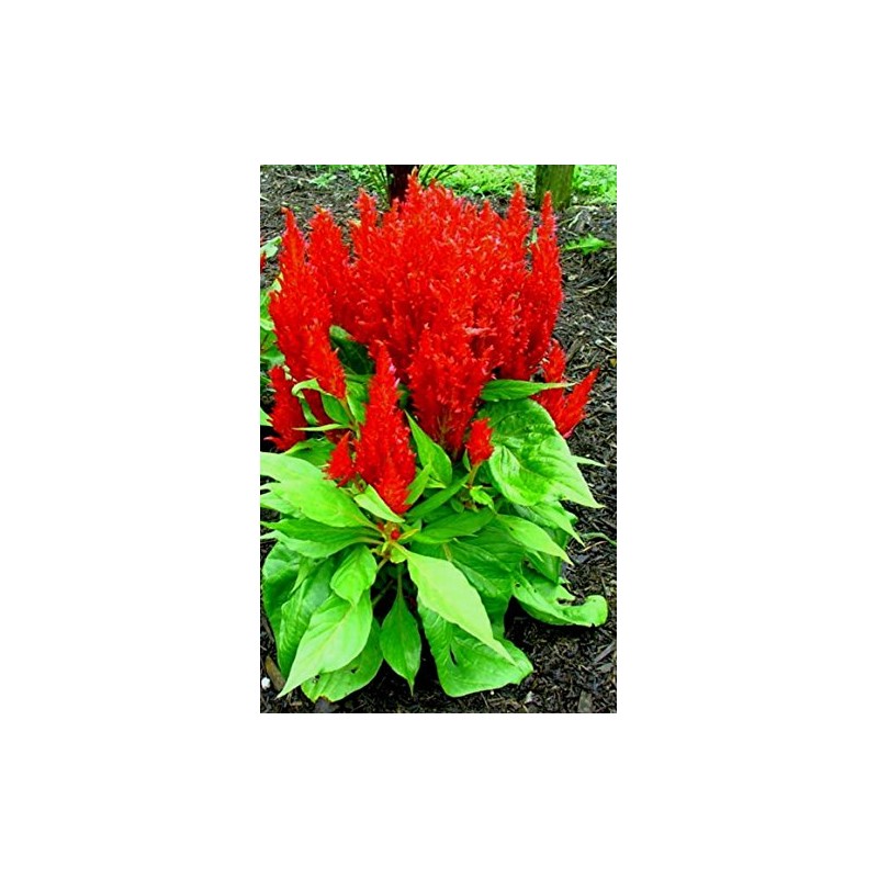 Short Bright Red Celosia! HEIRLOOM! Comb. S/H! SEE OUR STORE!