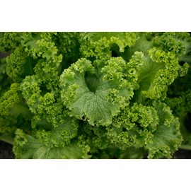  1000 Southern Giant Curled Mustard Seeds 2.5 Grams of Seeds Heirloom Non GMO