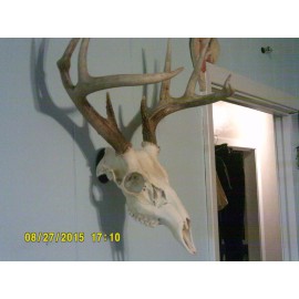 European Whitetail Skull Whitening Kit (enough for one Skull) works on any skull