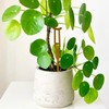 Plant Crutch Support for Drooping Stems or Branches | 4