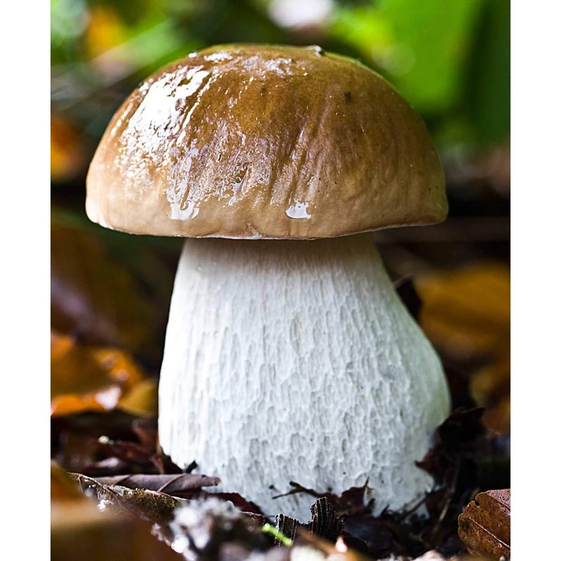 Seeds4planting - Spores Porcini Mushrooms Mycelium Seeds Non GMO