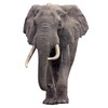 Elephant - Life Size Cardboard Cutout Standup People with Support