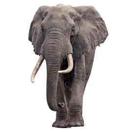 Elephant - Life Size Cardboard Cutout Standup People with Support Standee | Animals -