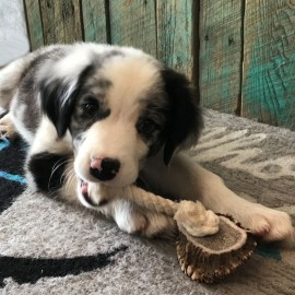 Large Rope Toy with Elk Burr-All Natural, Grade A, Premium Antler Dog Treats,