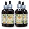 Hispid Fig (Ficus Simplicissima) Tincture, Organic Dried Roots Liquid Extract