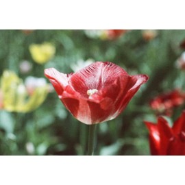 Original Wolfen (Orwo) NC500 Colour Small Film 400 ASA 36 Pictures with Complete Development Paper Photos + Negatives by Letter Post Image Data by WE Transfer - Worldwide Shipping - Includes Shipping