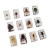 12 Pcs Real Bug Specimens Transparent Resin Science Education Classroom